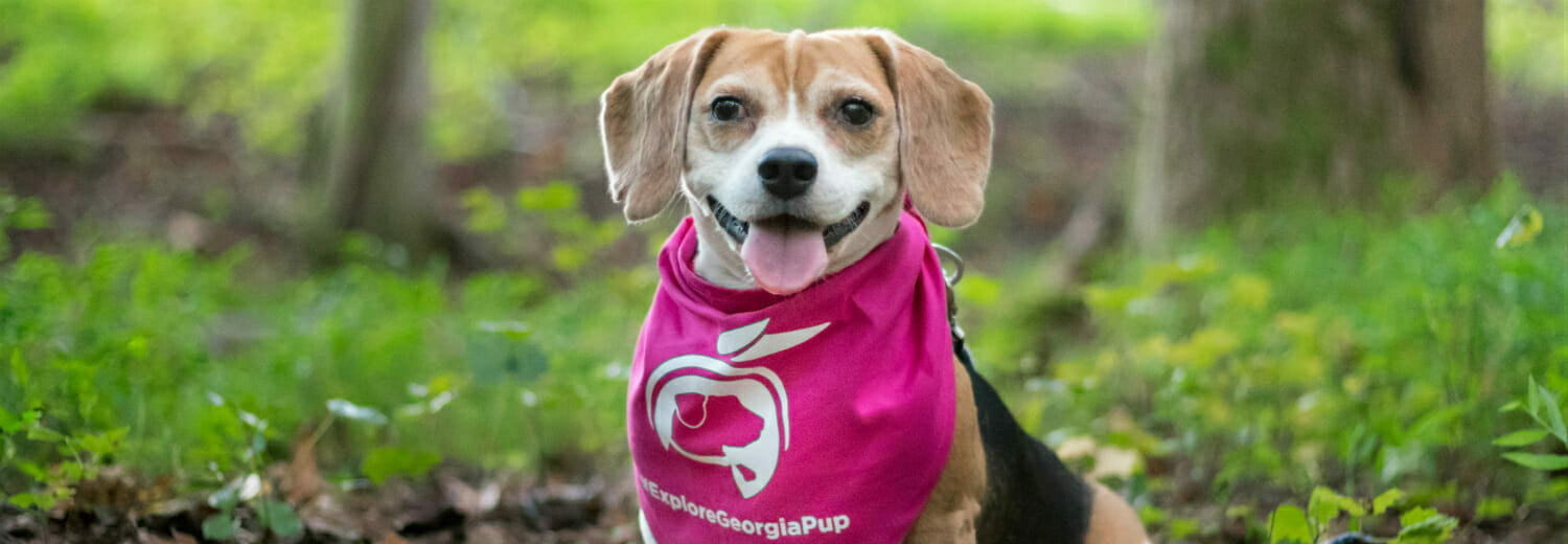 Explore Georgie Pup wearing pink bandana