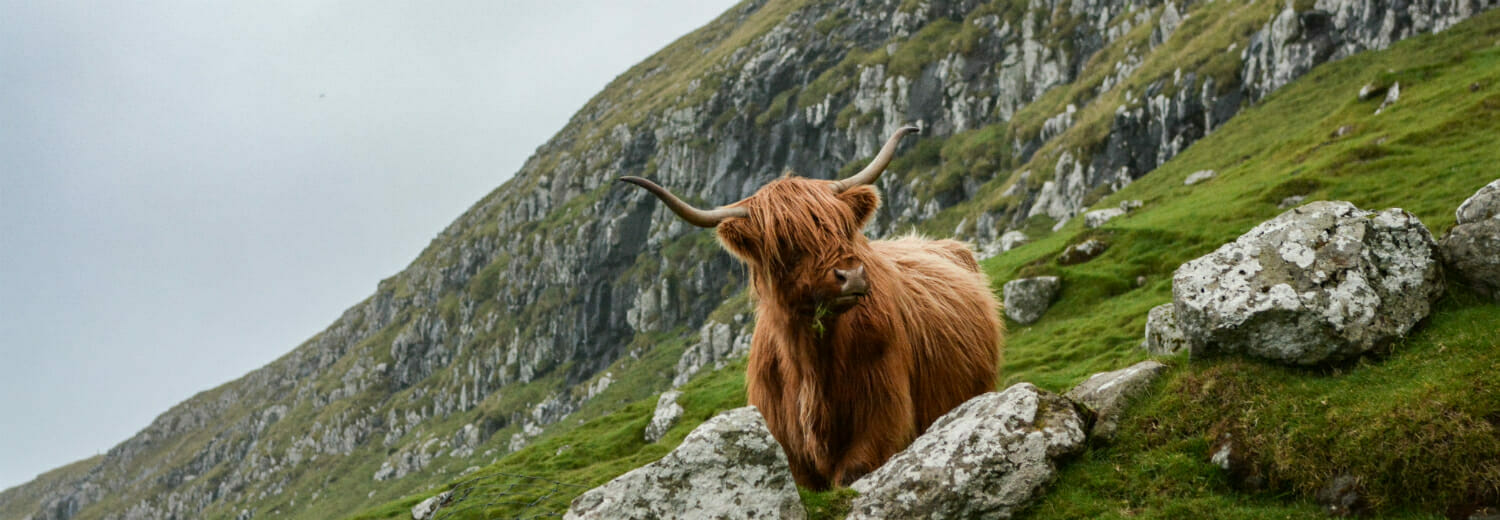 faroe islands sheep view crowdriff