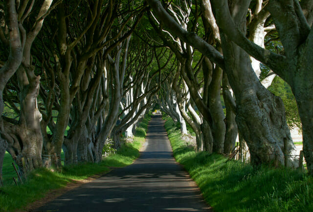 Tourism Ireland Doors of Thrones Dark Hedges CrowdRiff